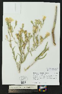 Mentzelia strictissima image