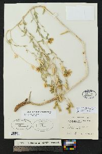 Mentzelia strictissima image