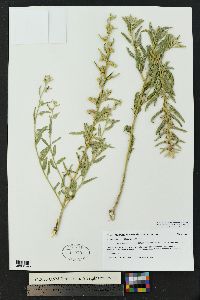 Sphaeralcea angustifolia image