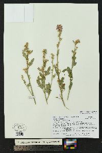Sphaeralcea fendleri image