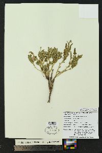 Sphaeralcea hastulata image