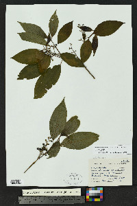 Miconia rubescens image