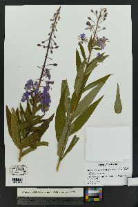 Chamaenerion angustifolium subsp. circumvagum image