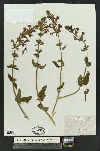 Stachys coccinea image