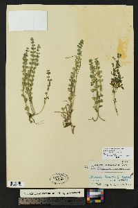 Scutellaria drummondii image