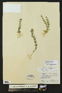 Scutellaria drummondii var. edwardsiana image