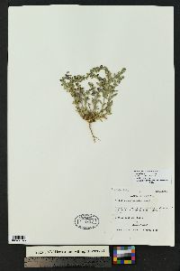 Scutellaria drummondii image