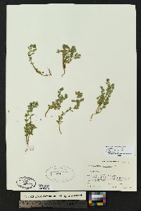 Scutellaria drummondii image