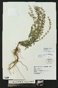 Scutellaria potosina var. tessellata image