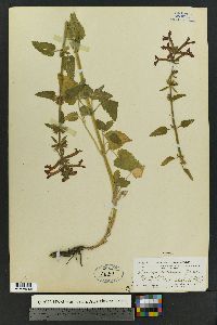 Stachys coccinea image