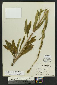 Oenothera villosa subsp. strigosa image