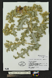 Argemone squarrosa image