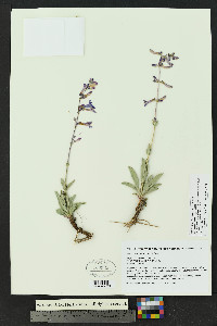 Penstemon fendleri image