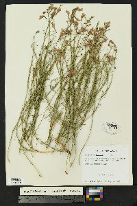 Penstemon ambiguus image