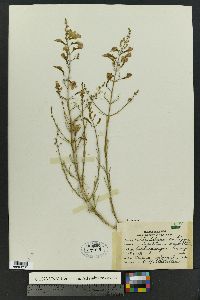 Penstemon ambiguus image