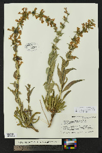 Penstemon angustifolius image