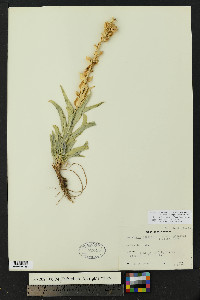 Penstemon angustifolius image