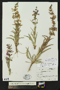 Penstemon angustifolius image