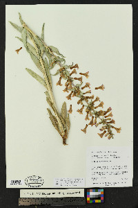 Penstemon angustifolius image