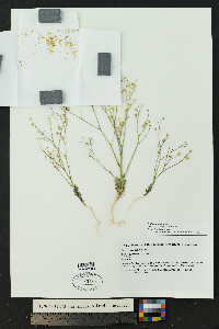 Gilia clokeyi image