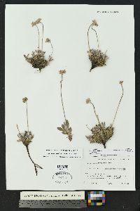 Eriogonum lachnogynum image