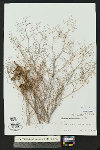 Eriogonum cernuum image