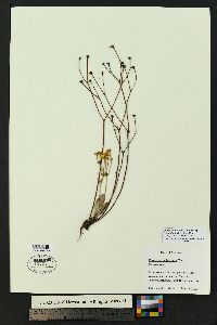 Eriogonum umbellatum var. subaridum image