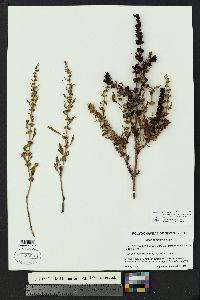 Rumex fueginus image