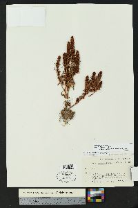 Rumex maritimus image