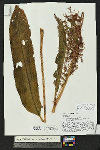 Rumex orthoneurus image