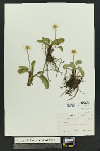 Caltha leptosepala image