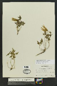 Clematis columbiana image