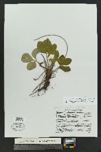 Fragaria virginiana subsp. glauca image