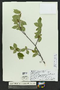 Prunus serotina var. virens image