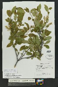 Prunus serotina var. virens image