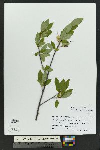 Prunus virginiana var. melanocarpa image