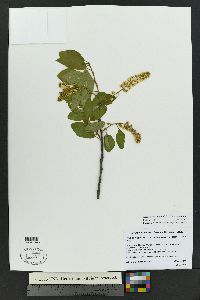 Prunus virginiana var. melanocarpa image