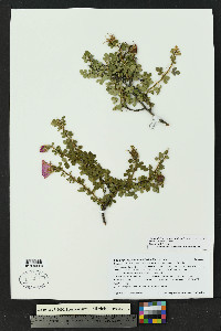 Rosa stellata image