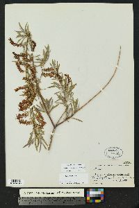 Salix exigua var. exigua image