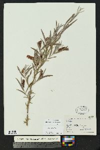 Salix exigua var. exigua image