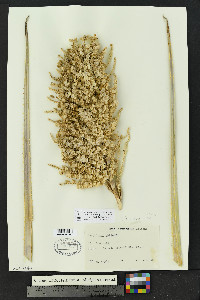 Dasylirion wheeleri image