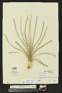 Dasylirion wheeleri image