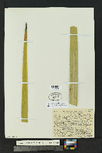 Dasylirion wheeleri image