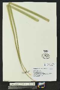 Dasylirion wheeleri image