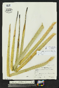 Dasylirion gentryi image