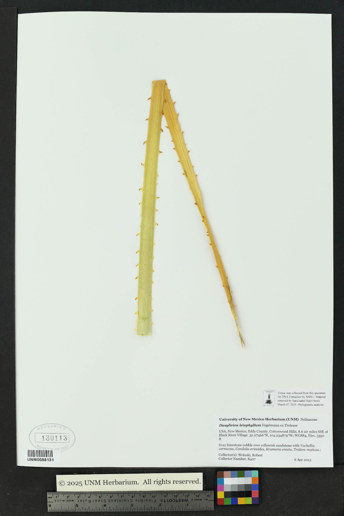 Dasylirion leiophyllum image