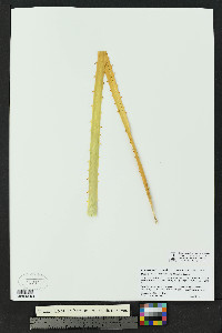 Dasylirion leiophyllum image