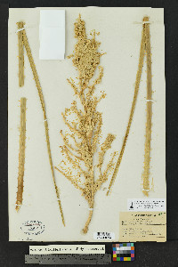 Dasylirion texanum image