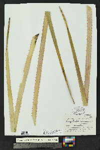 Dasylirion wheeleri image