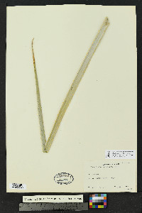 Dasylirion wheeleri image